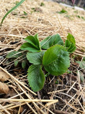 Çilekli kırsal çiftlik. Çilek bakımı