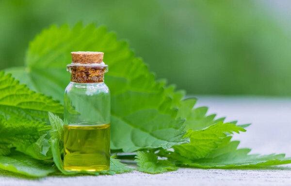 tincture of nettle in a bottle and fresh leaves isolated with shadows on a light background, medicinal herb for overweight, diabetes and renal weakness, selected focus, shallow depth of field