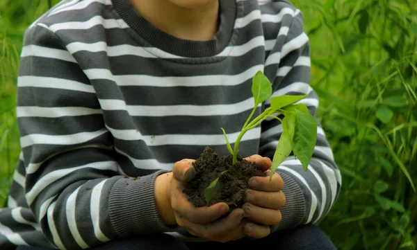 Ett Barn Med Plantor Händerna Trädgården Selektivt Fokus Människor — Stockfoto