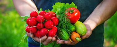 Mavi elbiseli çiftçi olgun sebzeleri elinde tutuyor. Havuç, pembe turp, kabak, salatalık, soğan. Plastik yok, atık yok, ekoloji seçici odaklanma