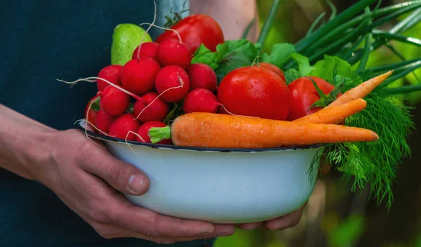 farmer in blue clothes holds ripe vegetables in his hands. Carrots, pink radishes, zucchini, cucumber, onions. No plastic, no waste, ecology Selective focus