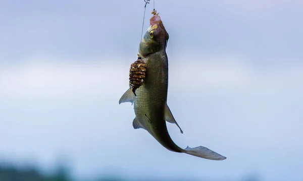 Peixe Pendurado Gancho Pesca Close Natureza Foco Seletivo — Fotografia de Stock