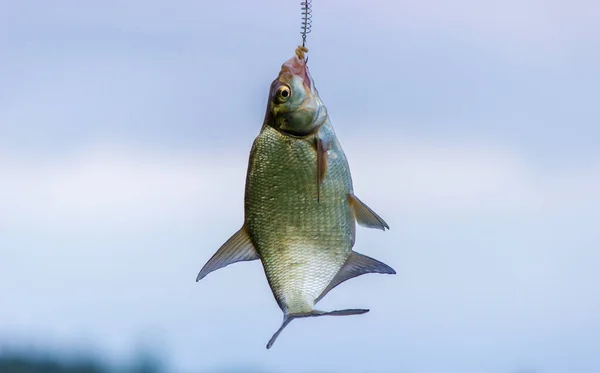 Vis Hangend Aan Een Vishaak Van Dichtbij Natuur Selectieve Focus — Stockfoto