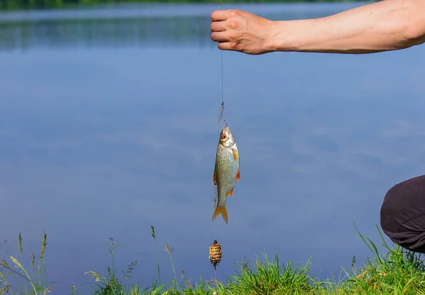 Fish Hanging Fishing Hook Close Nature Selective Focus — Stock Photo, Image