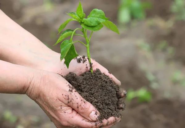 Mujer Sosteniendo Plántulas Pimiento Verde Sobre Suelo Vista Superior Naturaleza — Foto de Stock