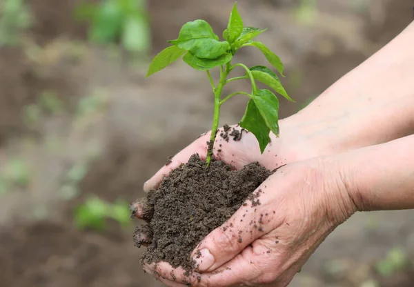 Mujer Sosteniendo Plántulas Pimiento Verde Sobre Suelo Vista Superior Naturaleza — Foto de Stock