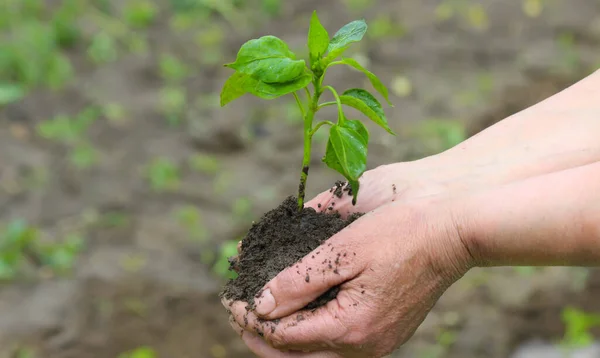 Mujer Sosteniendo Plántulas Pimiento Verde Sobre Suelo Vista Superior Naturaleza — Foto de Stock