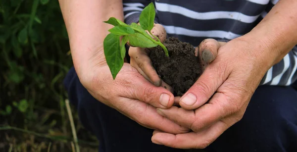 Ein Kind Hält Eine Grüne Pflanze Auf Dunkelbrauner Erde Pfeffersetzlinge — Stockfoto