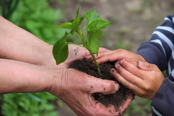 Child Holds Green Plant Dark Brown Soil Pepper Seedlings Nature — Stock Photo, Image
