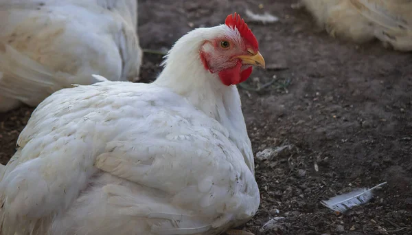 Small chicken coop and fenced area for chickens. Nature. Selective focus