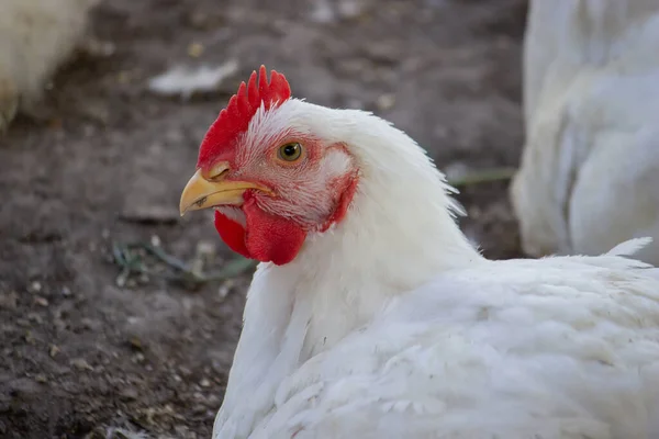 鶏のための小さな鶏のクープとフェンスで囲まれたエリア 選択的焦点 — ストック写真