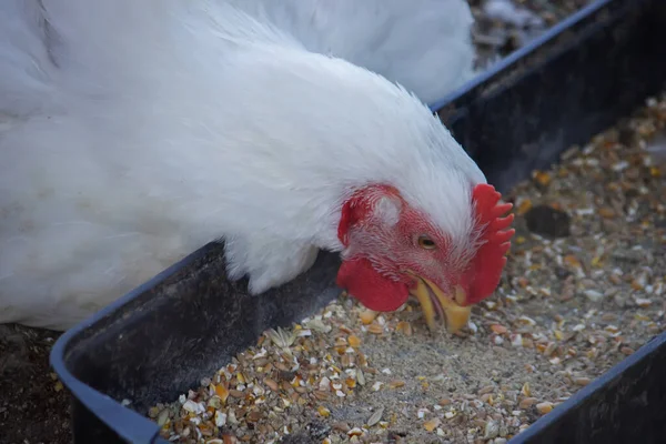 Kis Tyúkól Bekerített Terület Csirkék Számára Természet Szelektív Fókusz — Stock Fotó