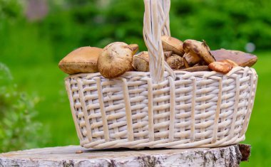 Ağaç kütüğündeki sepetin içinde orman mantarları. Doğa. Seçici odak