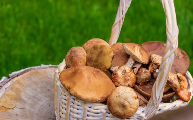 Ağaç kütüğündeki sepetin içinde orman mantarları. Doğa. Seçici odak