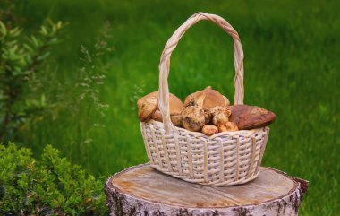 Ağaç kütüğündeki sepetin içinde orman mantarları. Doğa. Seçici odak