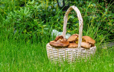 Ağaç kütüğündeki sepetin içinde orman mantarları. Doğa. Seçici odak