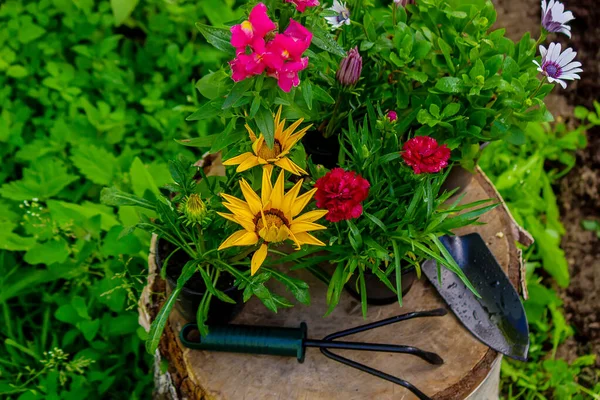 Gyönyörű Virágcserepek Virágok Nőnek Egy Fatönkön Kerti Dekoráció Természet Szelektív — Stock Fotó