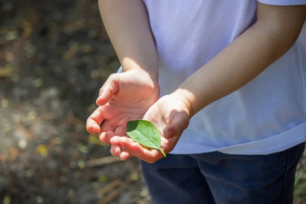 Green Leaf Hands Reyenka Nature Selective Focus — Stock Photo, Image