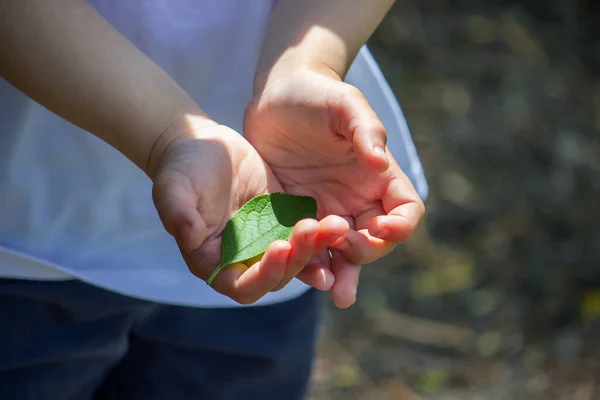 Zielony Liść Rękach Reyenki Przyroda Skupienie Selektywne — Zdjęcie stockowe