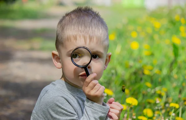 The child examines the flower in a magnifying glass. Nature. Selective focus