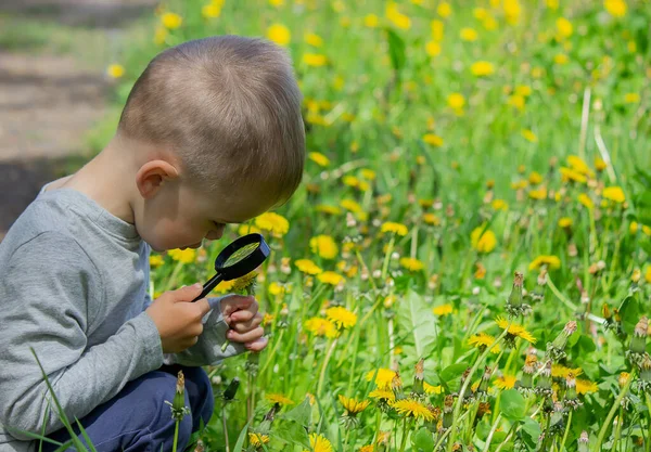 Dziecko Bada Kwiat Szkle Powiększającym Przyroda Skupienie Selektywne — Zdjęcie stockowe