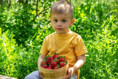 Child with a basket of strawberries. Children help with the harvest. Nature. Selective focus.