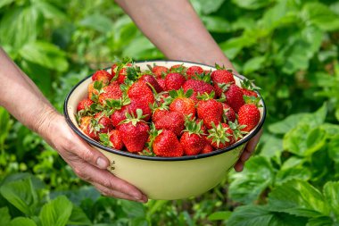 A hand holding a white bowl full of fresh ripe juicy harvest of strawberries against a background of green leaves. Nature. Selective focus