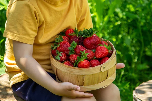 Enfant Avec Panier Fraises Les Enfants Aident Récolte Nature Concentration — Photo