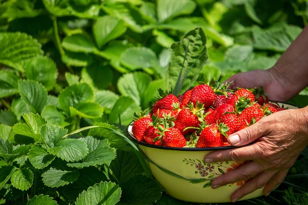 Una Mano Che Tiene Una Ciotola Bianca Piena Frutta Fresca — Foto Stock