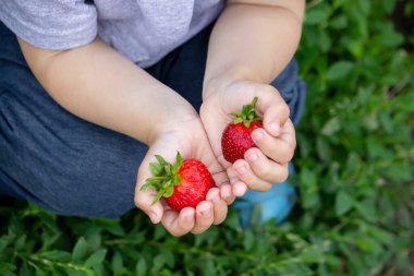 Fresh strawberries in the hands of a child. Nature. Selective focus.
