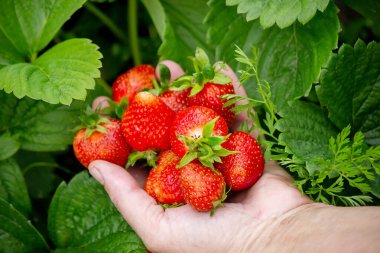 A handful of fresh strawberries from a strawberry farm. Nature. Selective focus.