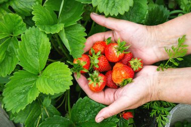 A handful of fresh strawberries from a strawberry farm. Nature. Selective focus.