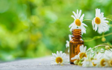 Essential oil extract of medicinal chamomile. Selective focus. Nature.