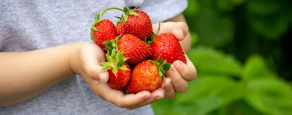 Fresh Strawberries Hands Child Nature Selective Focus — Stock Photo, Image
