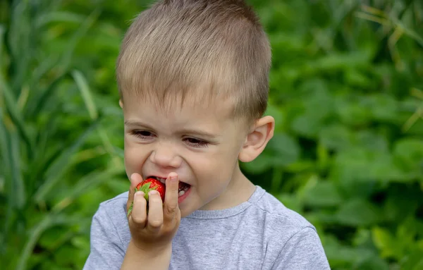 Boy Eating Delicious Strawberries Farm Nature Selective Focus — Stock Photo, Image