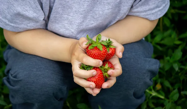 Fresh Strawberries Hands Child Nature Selective Focus — Stok fotoğraf