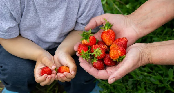 Fresh Strawberries Hands Child Nature Selective Focus — Φωτογραφία Αρχείου