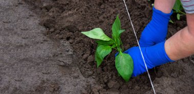 Bir çiftçinin elleri sebze bahçesine biber tohumu ekiyor. Seçici odak