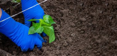Bir çiftçinin elleri sebze bahçesine biber tohumu ekiyor. Seçici odak