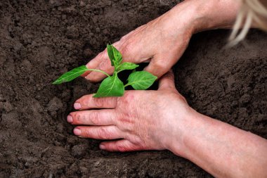 Bir çiftçinin elleri sebze bahçesine biber tohumu ekiyor. Seçici odak