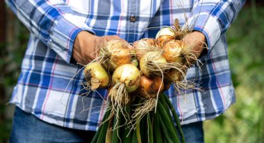 Bir çiftçinin ellerinde bir avuç taze soğan. Doğa. Seçici odak