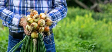Bir çiftçinin ellerinde bir avuç taze soğan. Doğa. Seçici odak