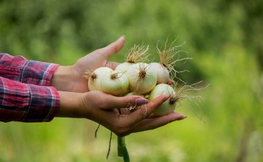 Bir kadının ellerinde bir demet taze soğan. Çiftlikte hasat et. Doğa. Seçici odak