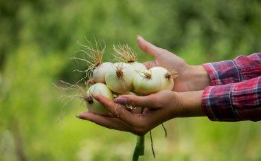 Bir kadının ellerinde bir demet taze soğan. Çiftlikte hasat et. Doğa. Seçici odak