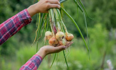 Bir kadının ellerinde bir demet taze soğan. Çiftlikte hasat et. Doğa. Seçici odak