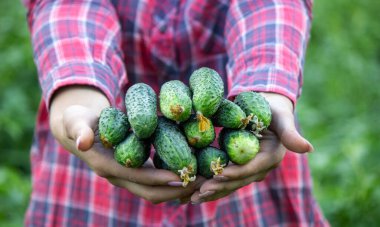 Kadın bir çiftçinin ellerinde taze salatalıklar. Doğa. Seçici odak