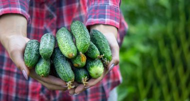 Kadın bir çiftçinin ellerinde taze salatalıklar. Doğa. Seçici odak