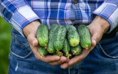 Çiftçinin elinde taze salatalıklar. Doğa. Seçici odak