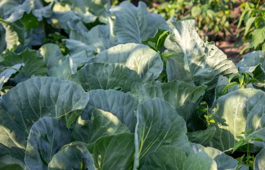 Bahçe yataklı kişisel bir arsa. Çiftlik yatakları. Ekolojik ürünler. Doğa. Seçici odak