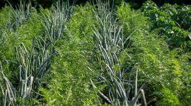 Bahçe yataklı kişisel bir arsa. Çiftlik yatakları. Ekolojik ürünler. Doğa. Seçici odak